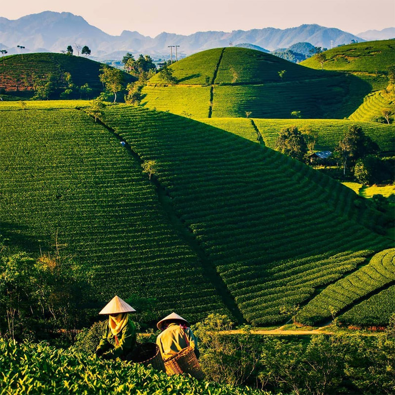 Câu chuyện hình thành tiệm trà