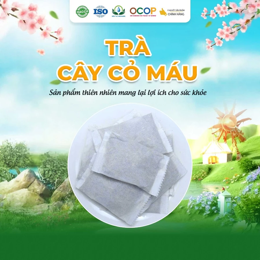 Trà Cây Cỏ Máu - Ảnh 2