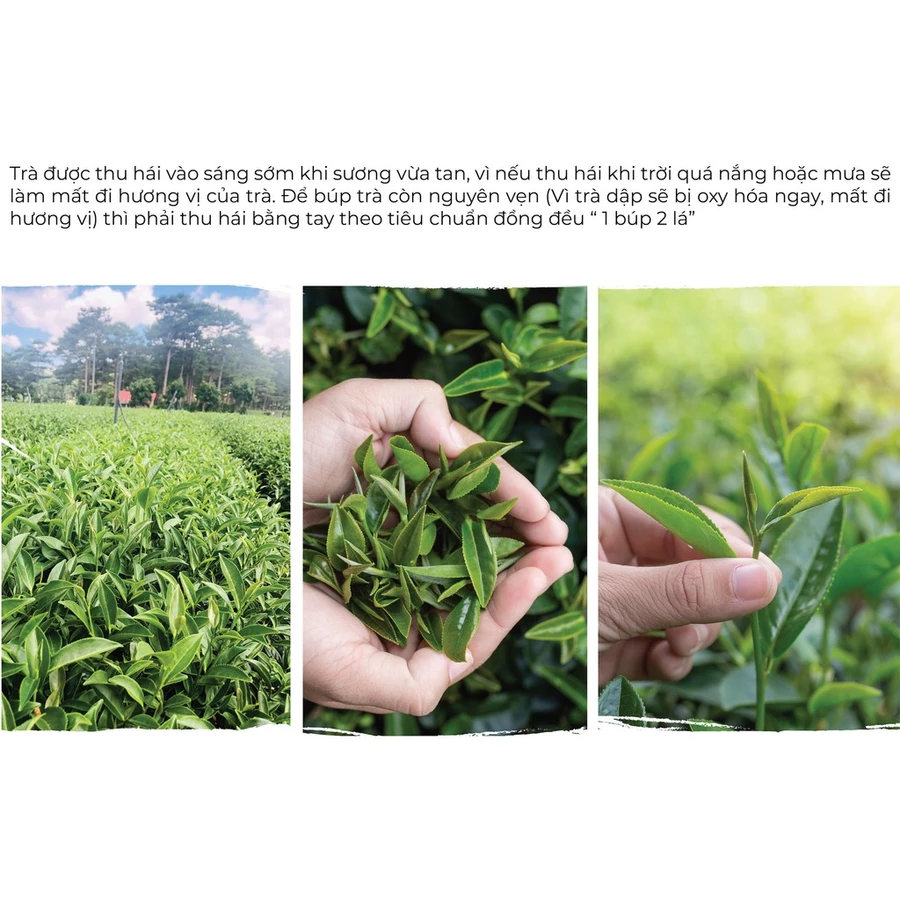Trà Nhài Dalat - Ảnh 2