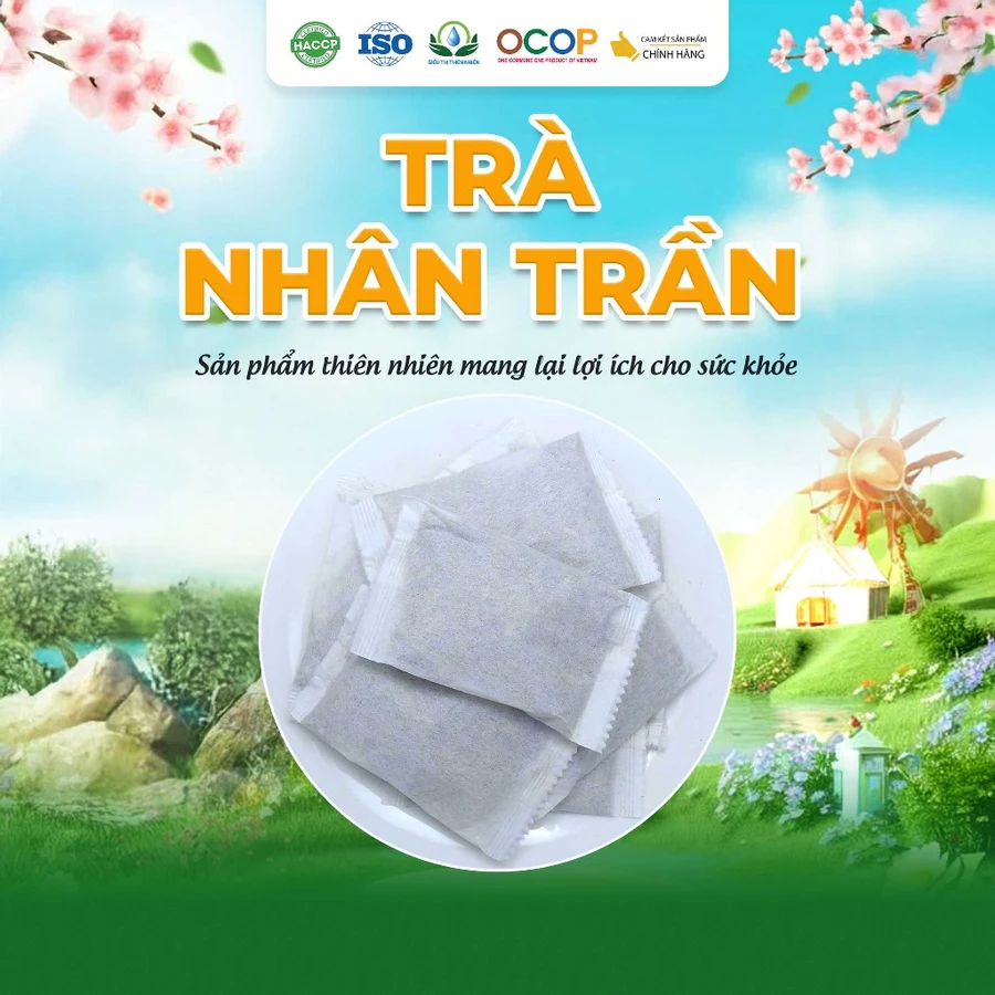 Nhân Trần Cam Thảo - Ảnh 2