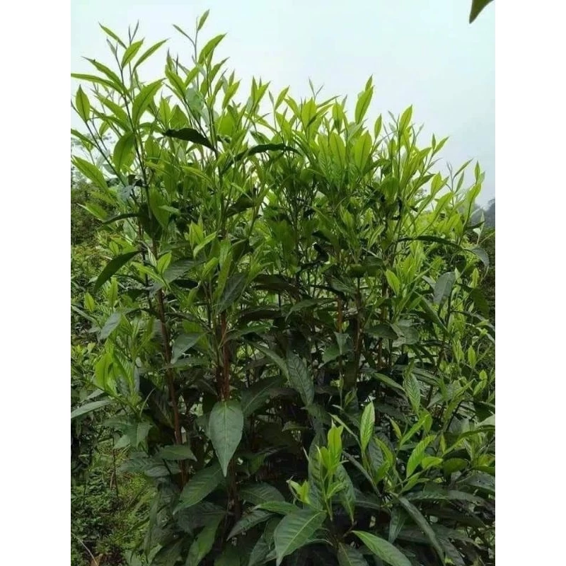 Oolong Tứ Quý - Ảnh 2