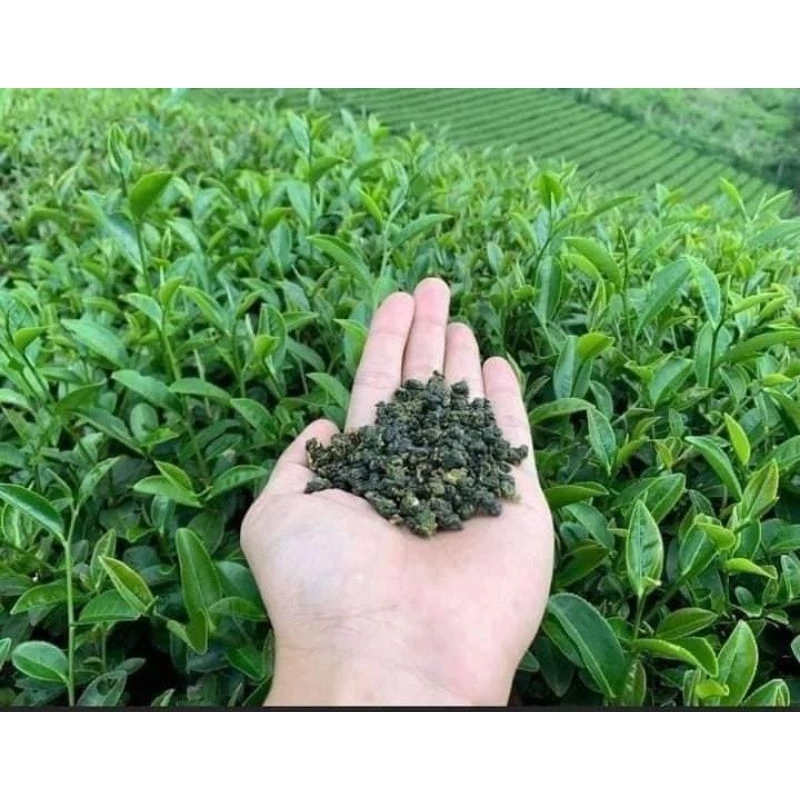 Oolong Lai Châu - Ảnh 3