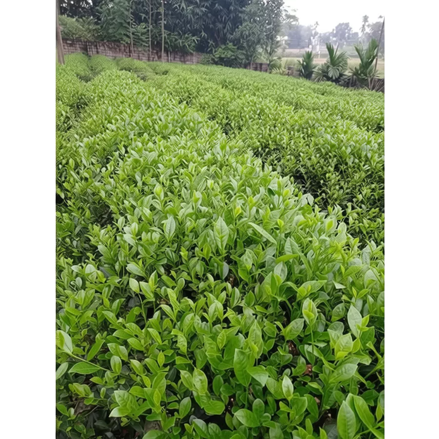 Trà Xanh Nguyên Chất (Green Tea)